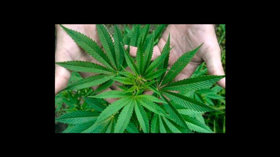 Mandan a prisión un hombre acusado de traficar marihuana en Las Matas de Farfán