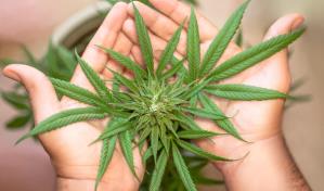 Reducida de 30 a 1 año la pena contra tres jóvenes por consumo de cannabis