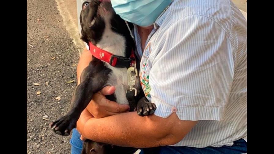 Maltratar un animal puede llevar a prisión y multas de hasta 50 salarios mínimos