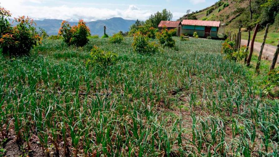 Piden al Gobierno dialogar con productores de Valle Nuevo ante prohibición actividades agropecuarias 
