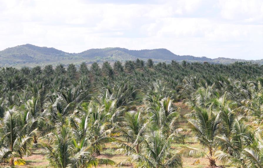 El coco, cultivo de moda en la zona Este del país