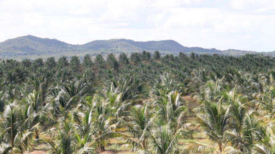 El coco, cultivo de moda en la zona Este del país El coco, cultivo de moda en la zona Este del país