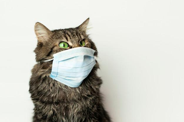 Detectan el primer caso de gato con coronavirus en España, el sexto del mundo