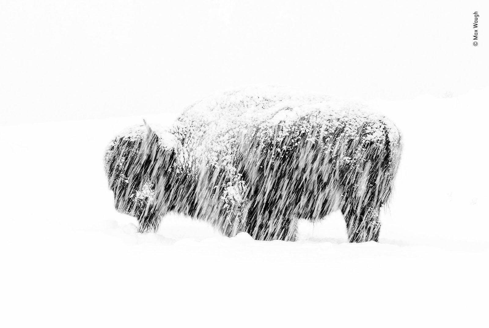 “Exposición a la nieve” por Max Waugh, Estados Unidos. Ganador de blanco y negro.