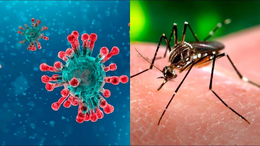 Coronavirus, dengue 
y otras amenazas