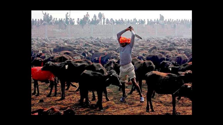 Nepal sacrifica 6.000 búfalos en mayor matanza ritual de animales del mundo