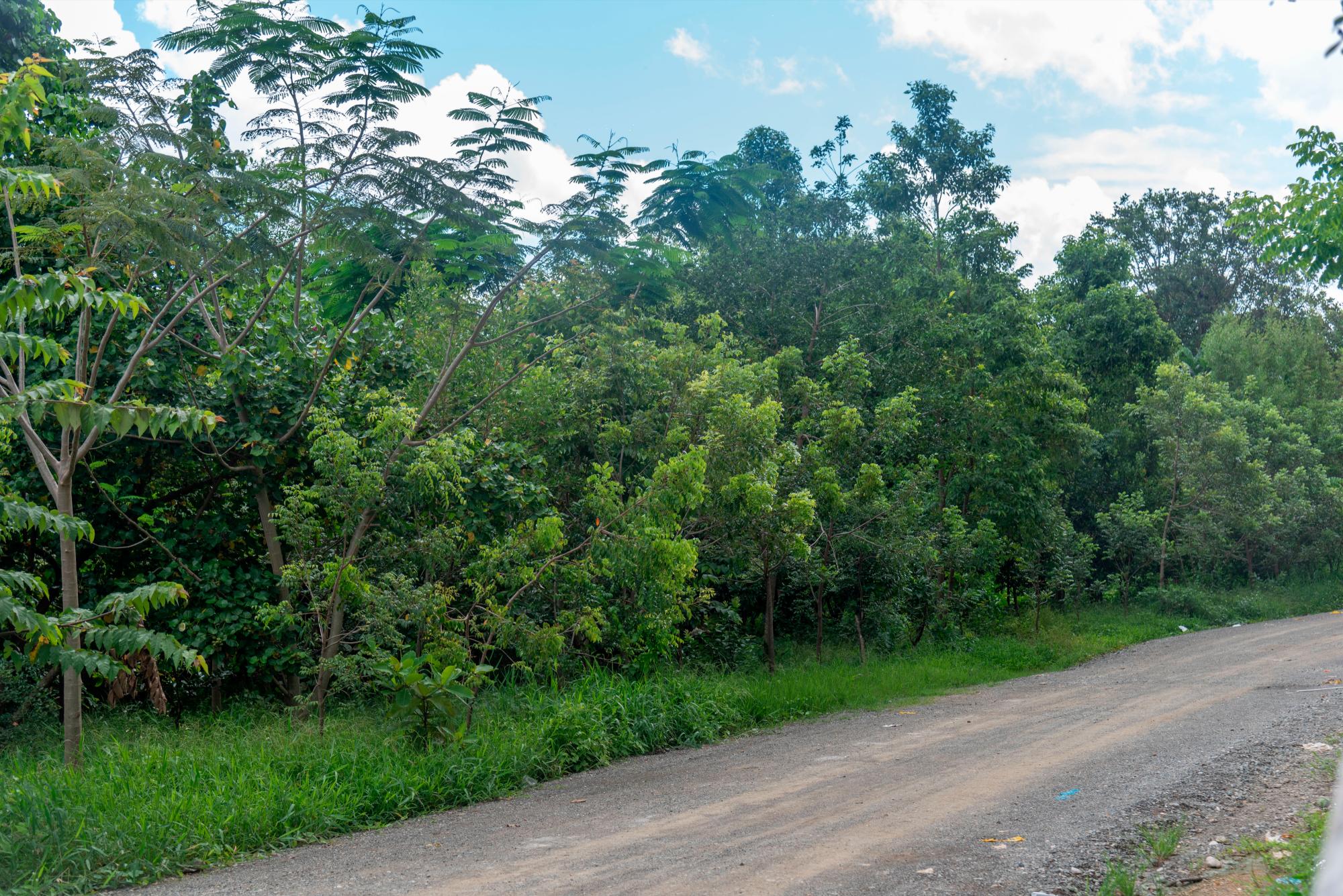 Este lugar era el espacio de las viviendas, hoy es un pequeño bosque.