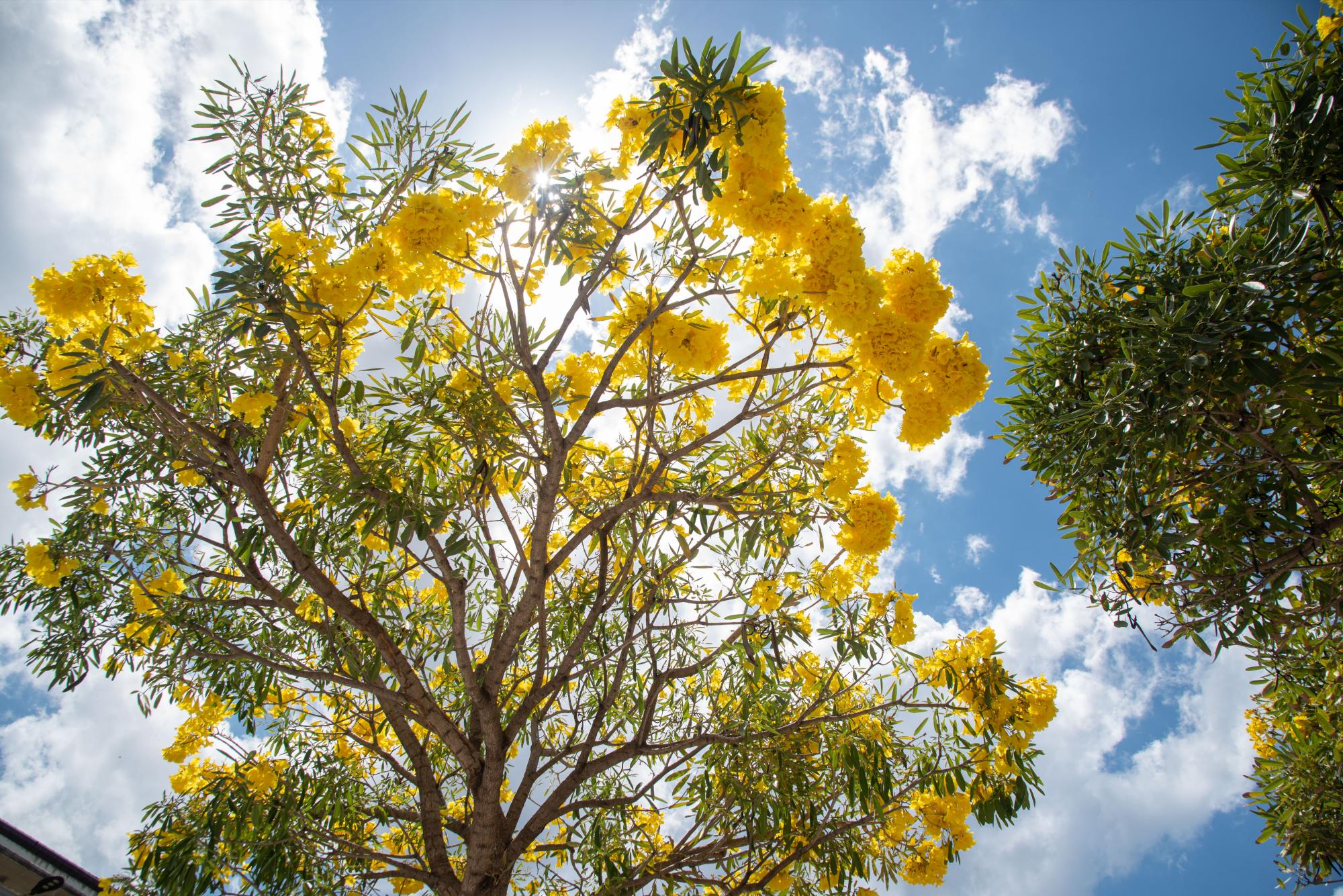 Conocido en otros países como Araguaney, Guayacán o Tajibo, el roble amarillo florea con la llegada de la primavera y pinta de amarillo el paisaje urbano (Foto: Massiel Beco)
