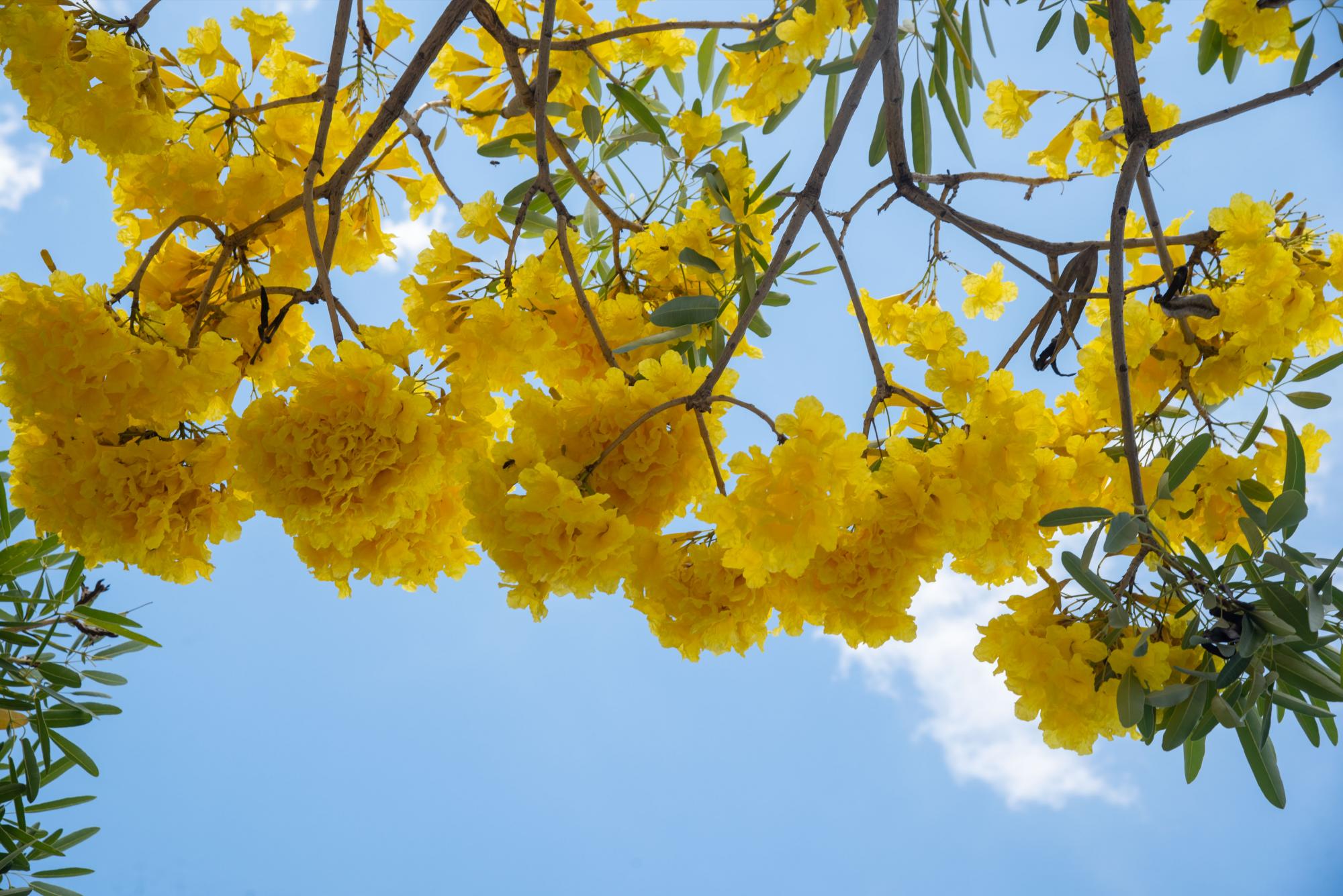 Las flores del roble amarillo atraen abejas y otros insectos (Fotos: Massiel Beco)