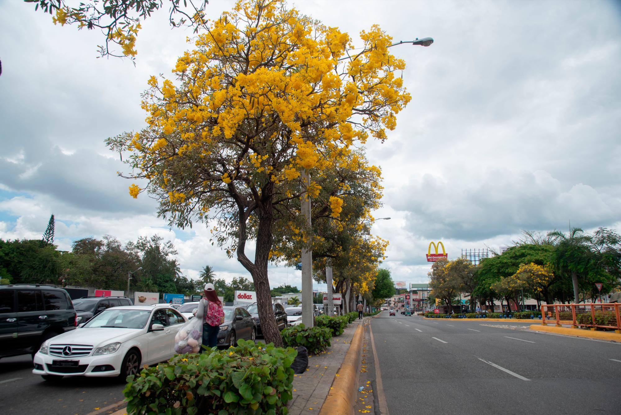 Además de belleza, este árbol da sombra.