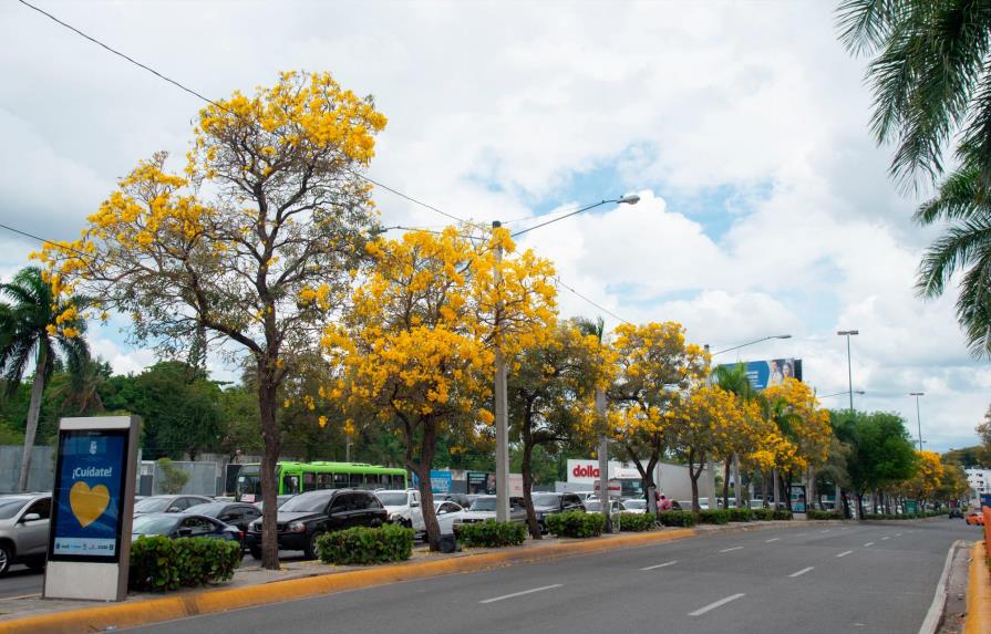 El roble amarillo ofrece espectáculo visual a la ciudad