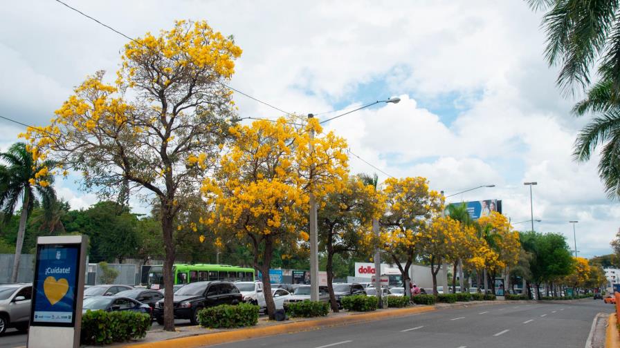 El roble amarillo ofrece espectáculo visual a la ciudad