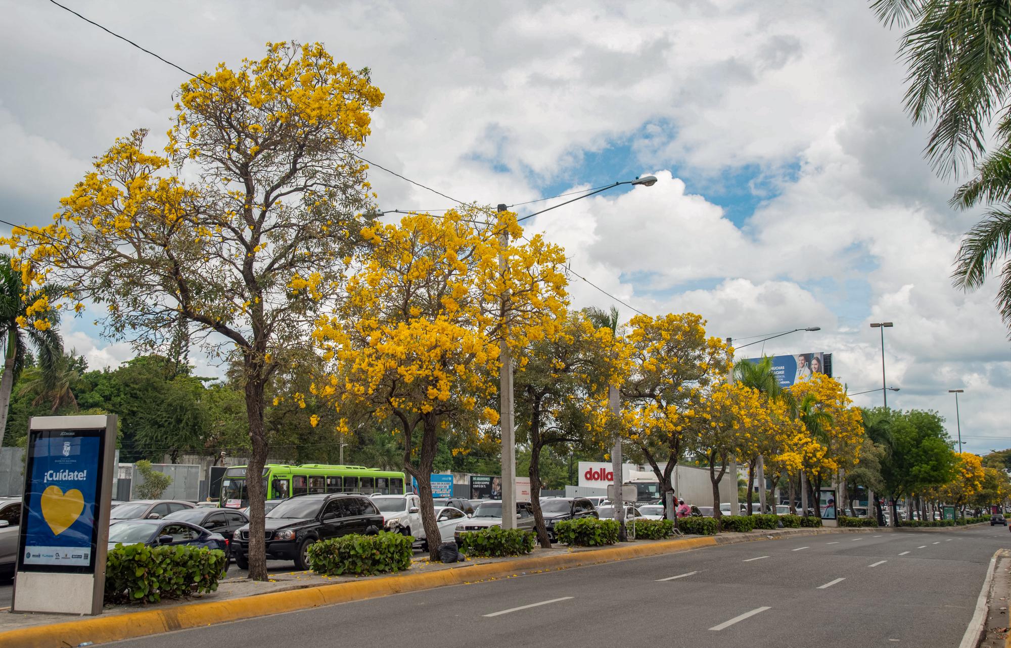 Diversas zonas de la ciudad se engalanan con los robles amarillos floreados (Foto: Massiel Beco) 
