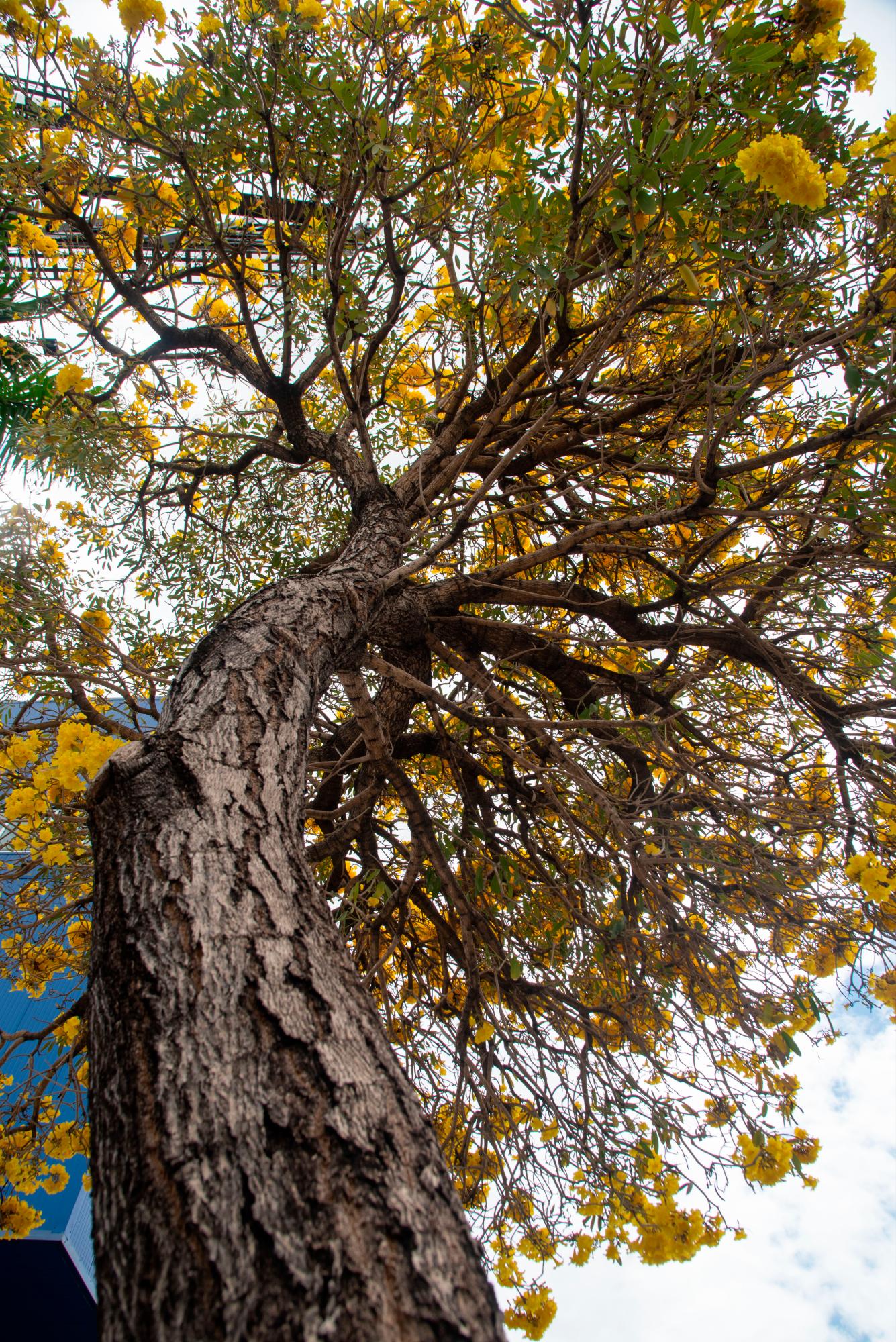 Este árbol lega a crecer hasta 80 pies. 