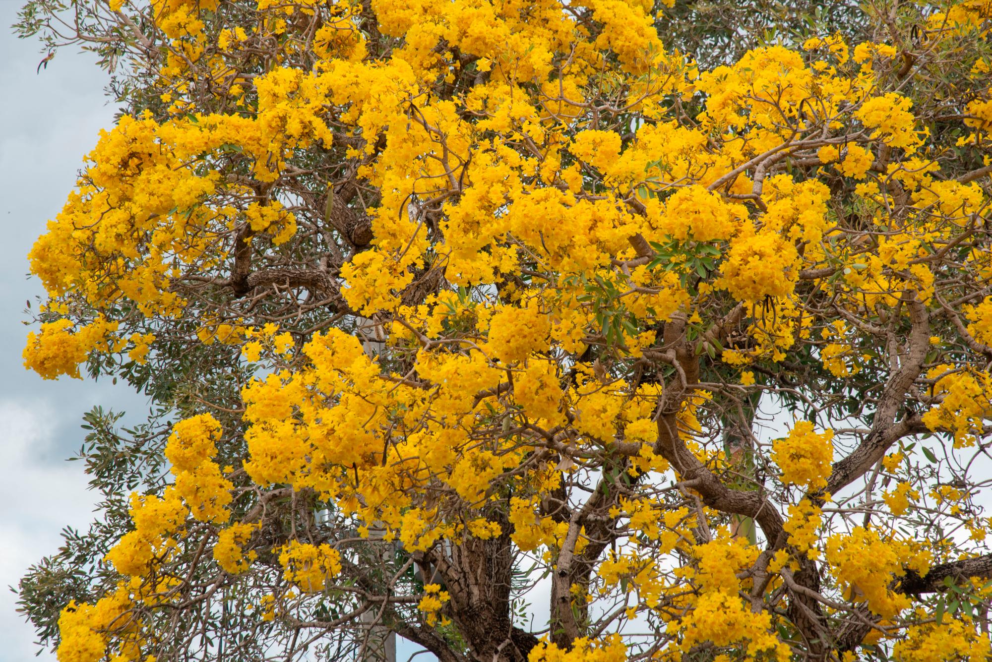 El intenso amarillo de su flor es llamativo a la vista de la gente. 