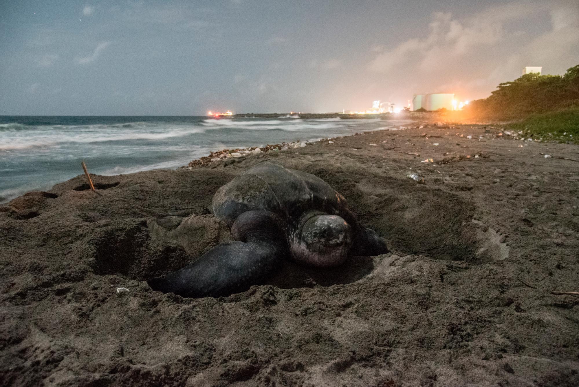 Un tinglar anidando en playa Manresa de Santo Domingo en 2015.