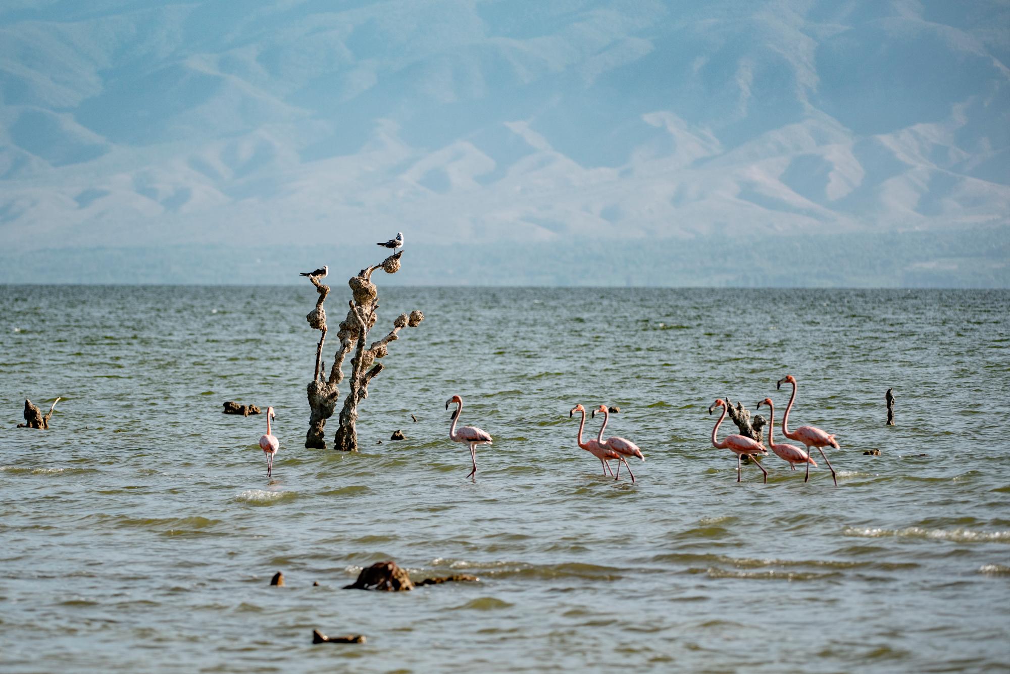 Flamencos y gaviotas a inmediaciones de Las Baitoas.