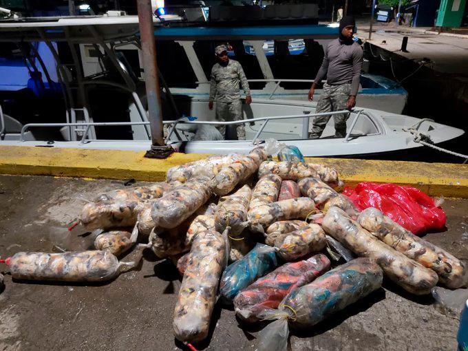 Incautan más de media tonelada de peces loros y lambies en Samaná