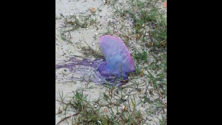 Medusas pican a nadadores y surfistas en playa de La Caleta 