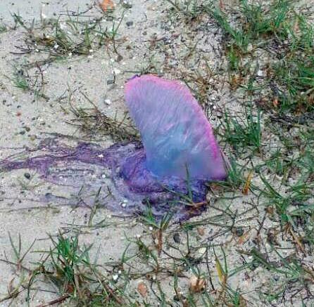 ¿Cómo son las medusas que picaron buzos en La Caleta y qué tan peligrosas pueden ser?