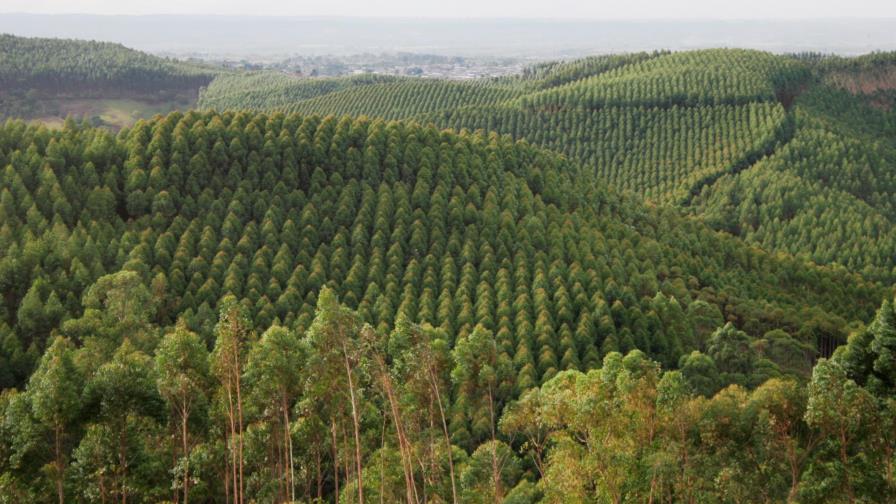 Aumento de demanda de papel pudiera significar reforestación a gran escala