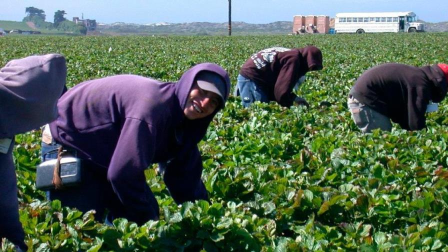 Vacuna de una dosis es la estrategia eficiente para campesinos de California