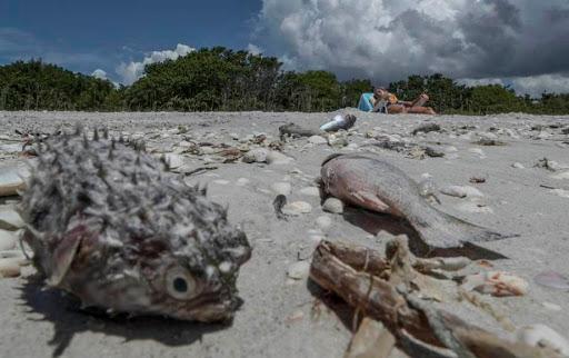 Tóxica marea roja causa nueva mortandad de peces en la costa oeste de Florida