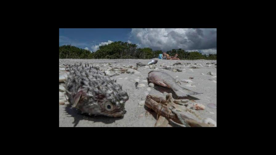 Tóxica marea roja causa nueva mortandad de peces en la costa oeste de Florida