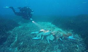 Las grandes nacras del Mediterráneo agonizan