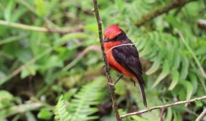 Seis crías de pájaro endémico amenazado nacieron en Galápagos
