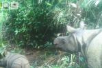 Dos cachorros de rinoceronte de Java, especie en extinción, avistados en parque indonesio