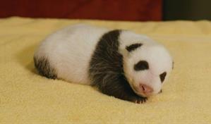 El zoo de Washington revela el sexo de su &uacute;ltimo beb&eacute; panda