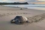 Desove masivo de tortugas marinas en las costas de Nicaragua Desove masivo de tortugas marinas en las costas de Nicaragua