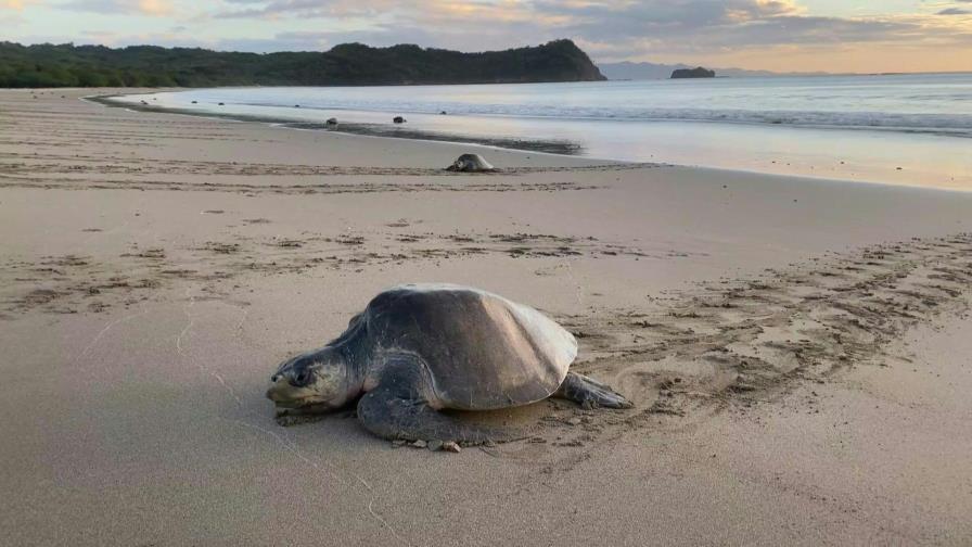 Desove masivo de tortugas marinas en las costas de Nicaragua