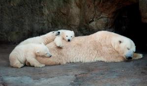 Los primeros pasos de un oso polar