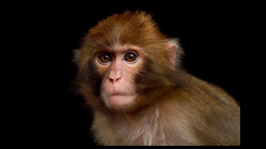 Un mono intenta robar la mascarilla de un pasajero en el metro de Moscú