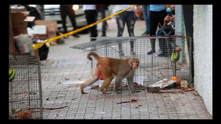 Encuentran un mono muerto en Puerto Rico