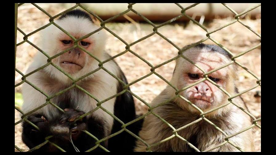 Colombia, víctima de las millonarias “garras” del tráfico ilegal de animales