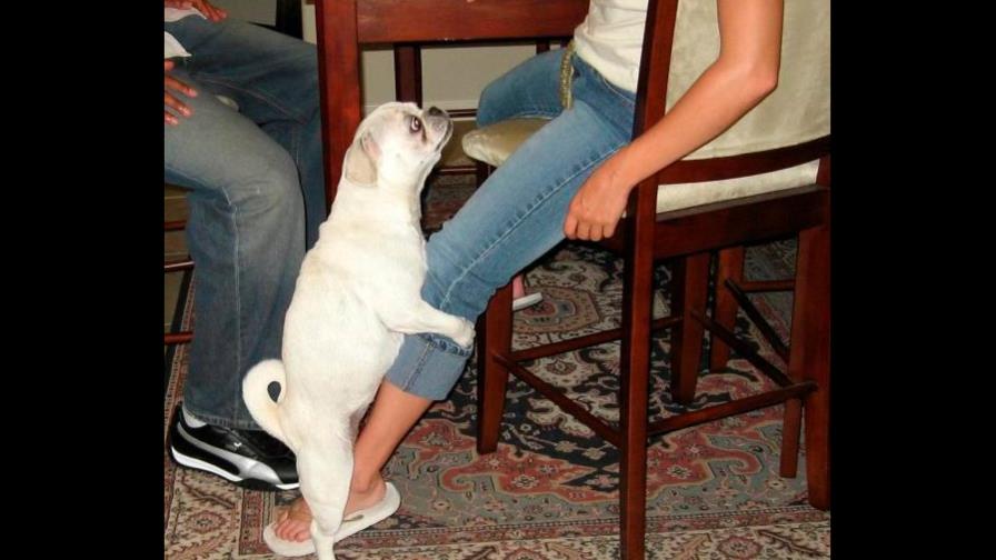 Una perrita desesperada