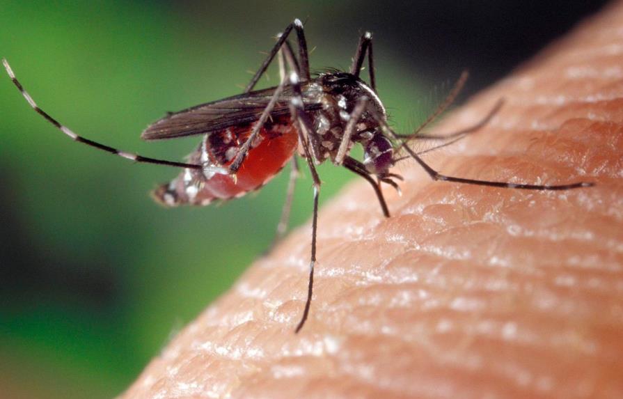 Hallan nueva manera de matar mosquitos portadores de males