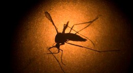 El virus del Nilo Occidental adelanta su temporada en EE. UU. con un r&eacute;cord de 48 casos