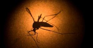 El virus del Nilo Occidental adelanta su temporada en EE. UU. con un r&eacute;cord de 48 casos