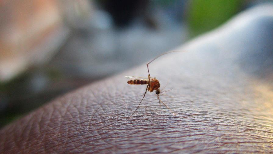 Los casos reportados de dengue y malaria en las últimas semanas Los casos reportados de dengue y malaria en las últimas semanas