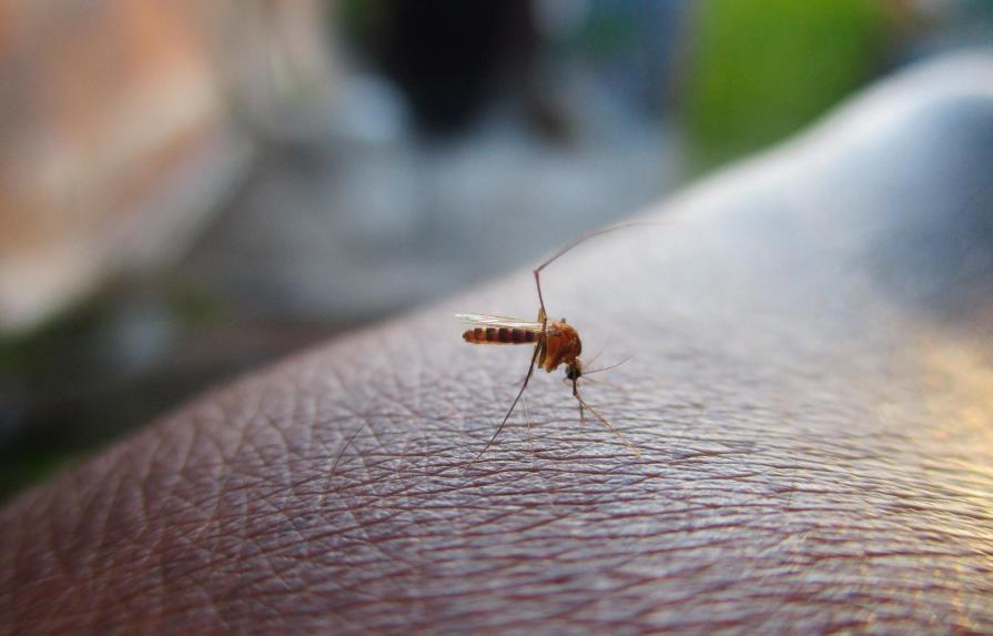 Cuba prueba técnica para controlar al mosquito transmisor del dengue