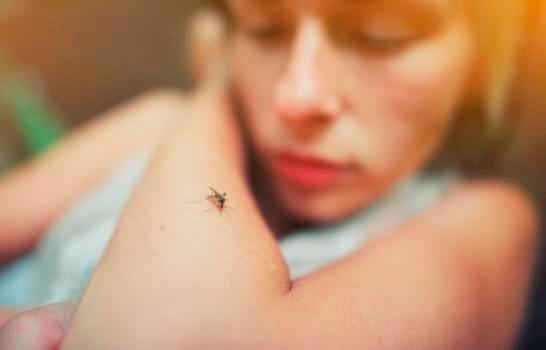 Cuatro remedios caseros para eliminar los mosquitos
