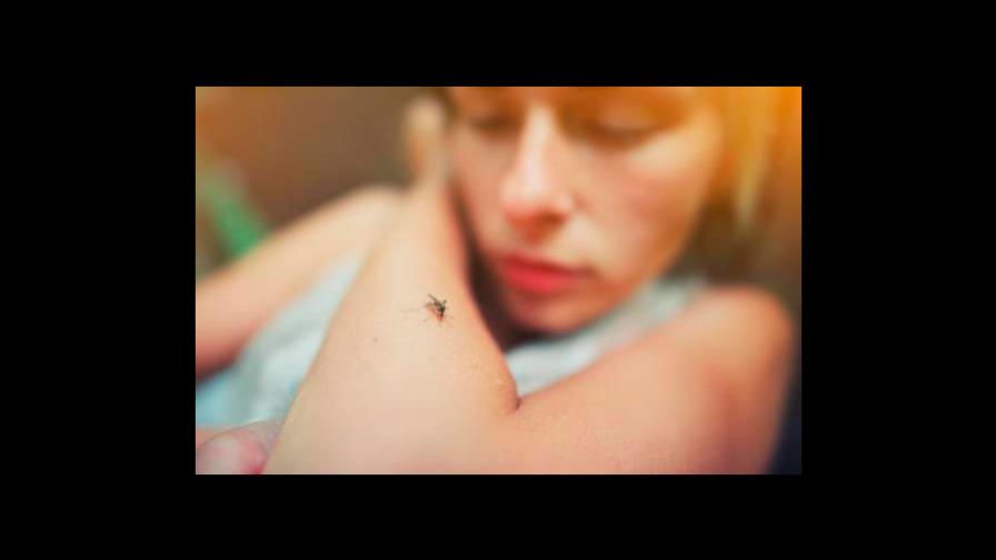 Cuatro remedios caseros para eliminar los mosquitos