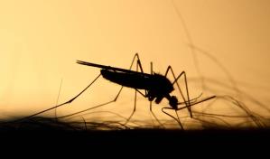 Bahamas confirma su primer caso de malaria en más de 10 años