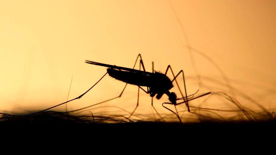 ¿Realmente se puede transmitir el dengue vía sexual?