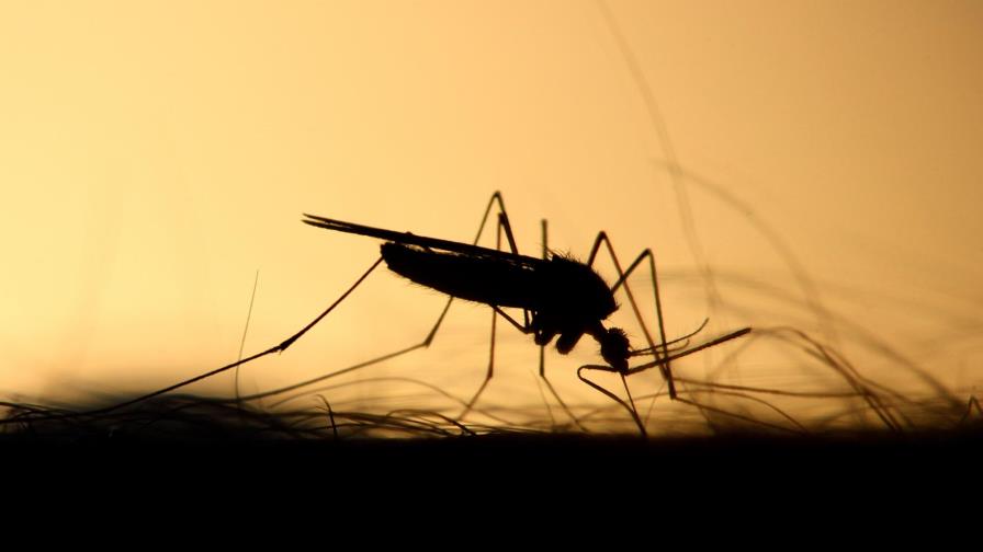 Muertes por malaria bajan un 2,6 % pero la OMS considera lentos los progresos