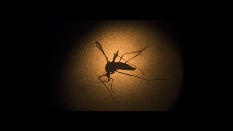 Científicos concluyen que una infección previa por dengue protege contra zika